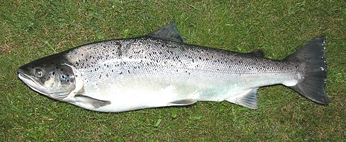 Sea trout